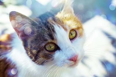 白色和灰色补丁斑猫选择性聚焦摄影